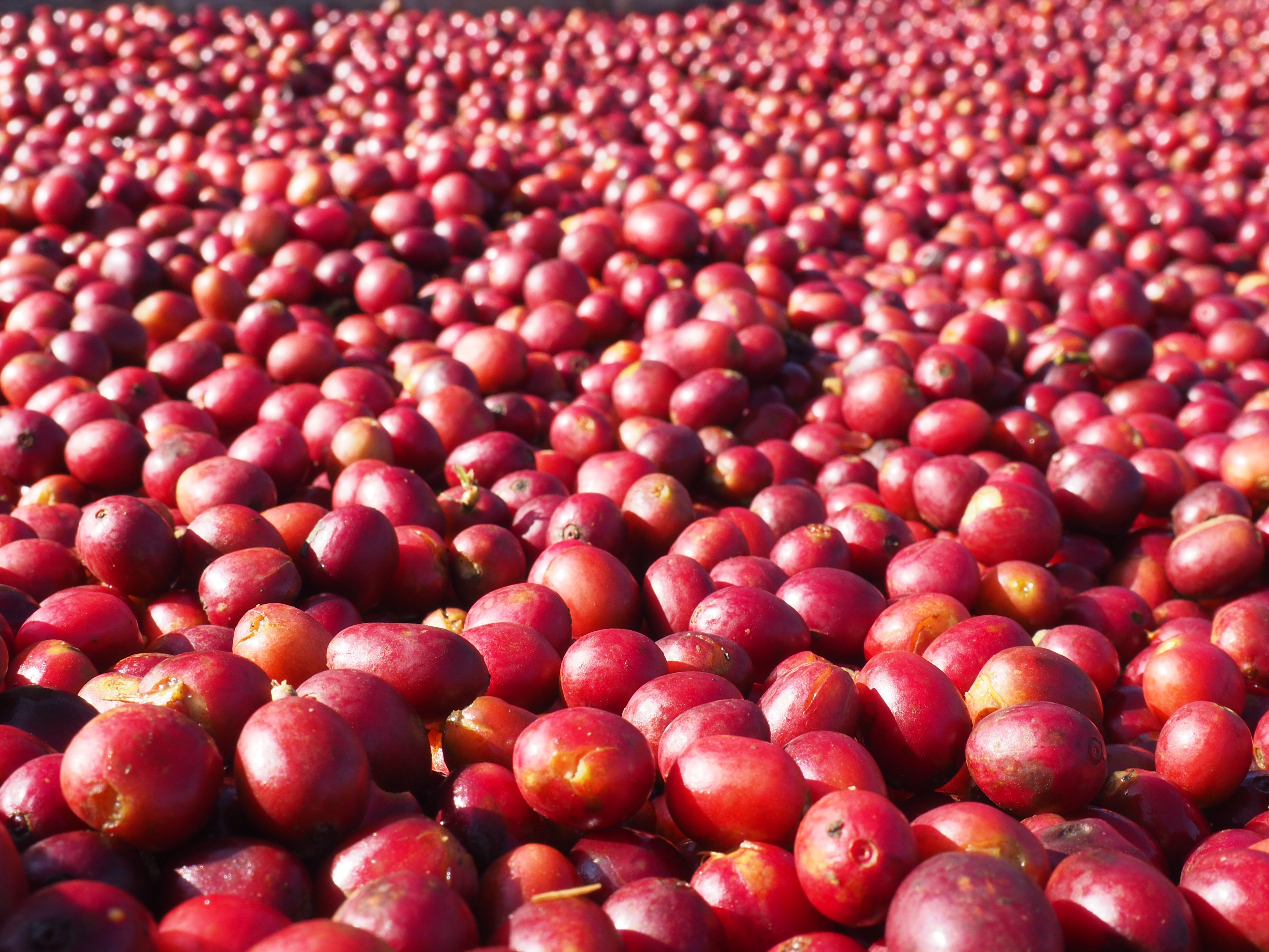 Ethiopia Dambi - Obrázek 2