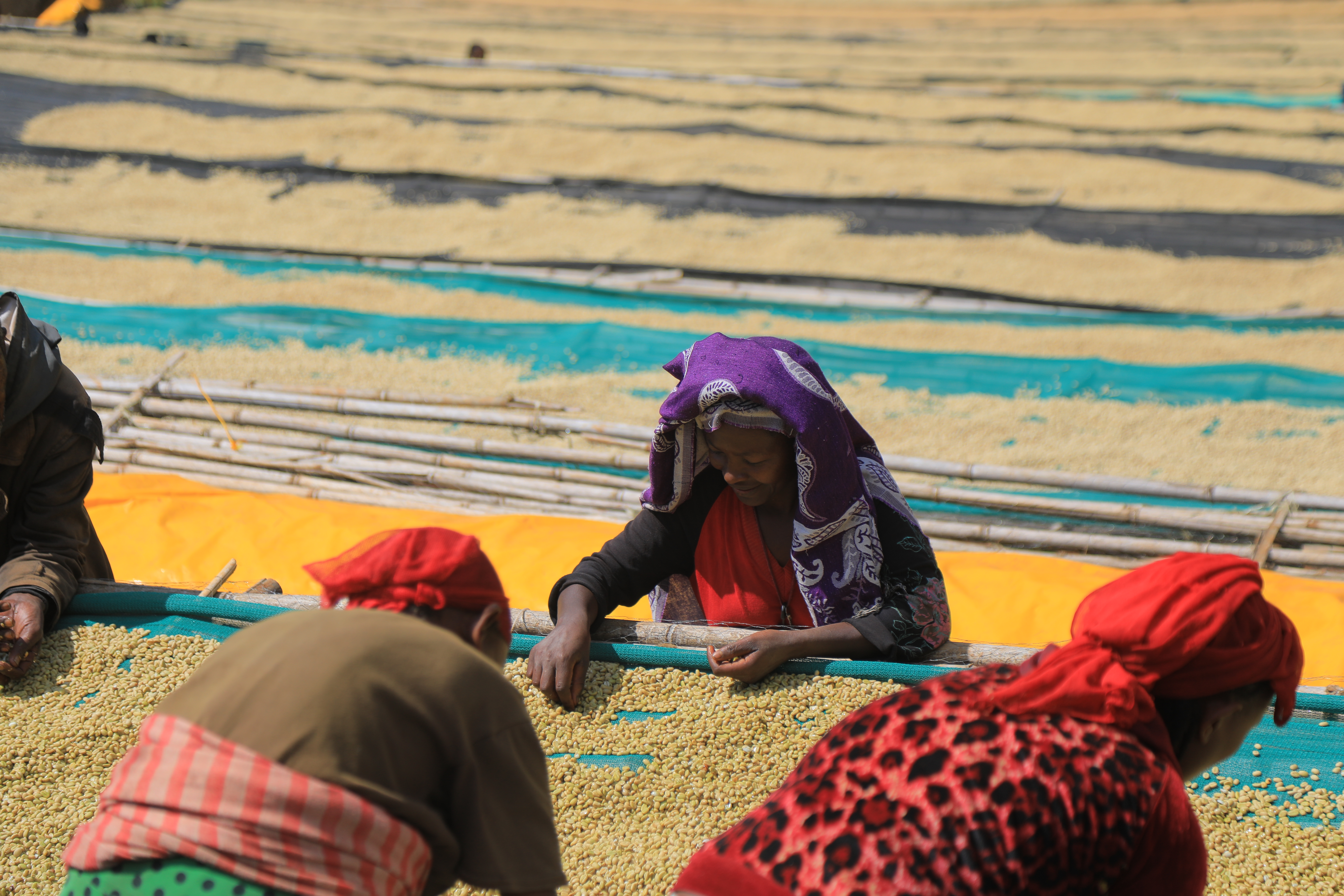 ETHIOPIA Chelbesa - Obrázek 2