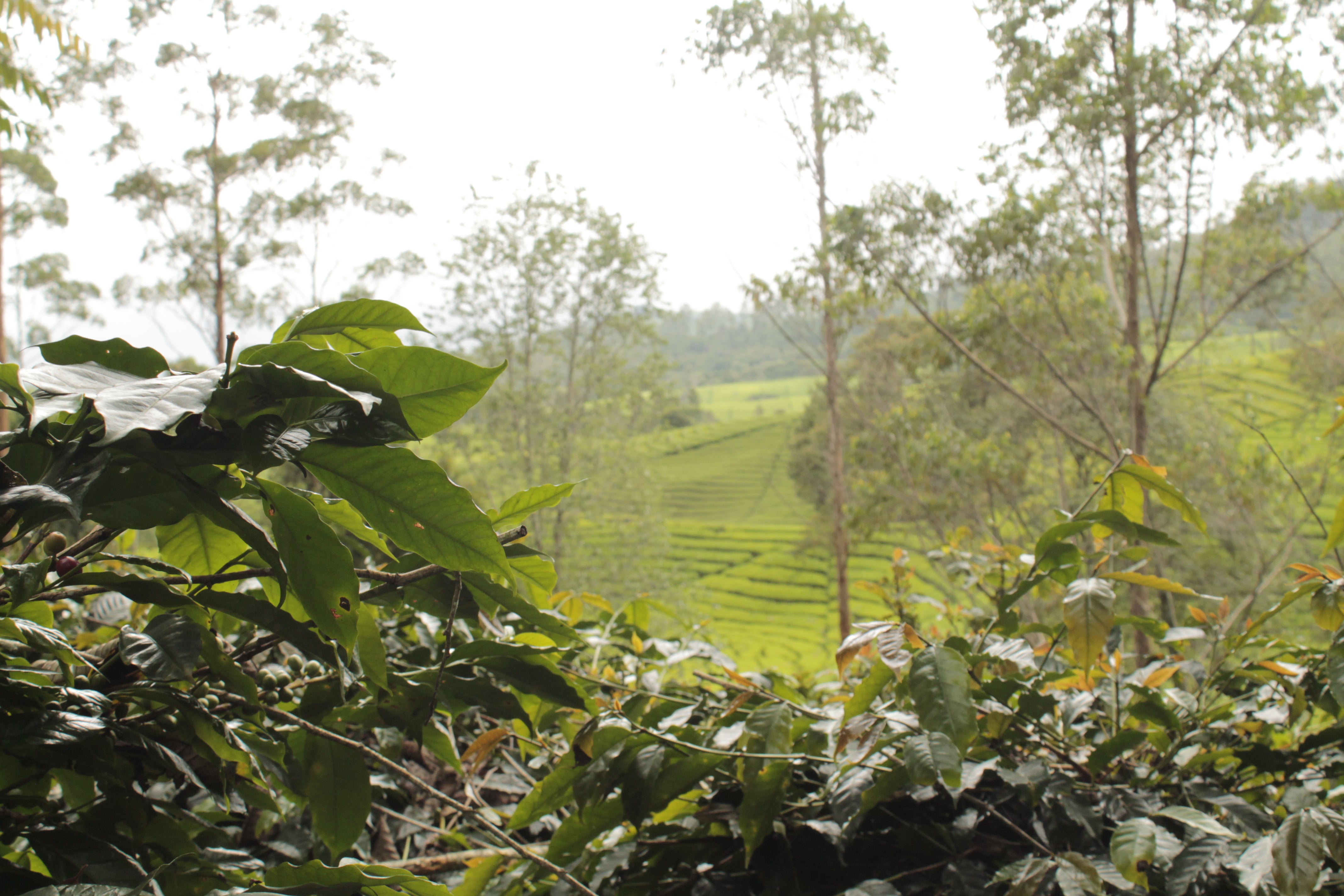 Indonesia Triyono & farmers - Obrázek 5