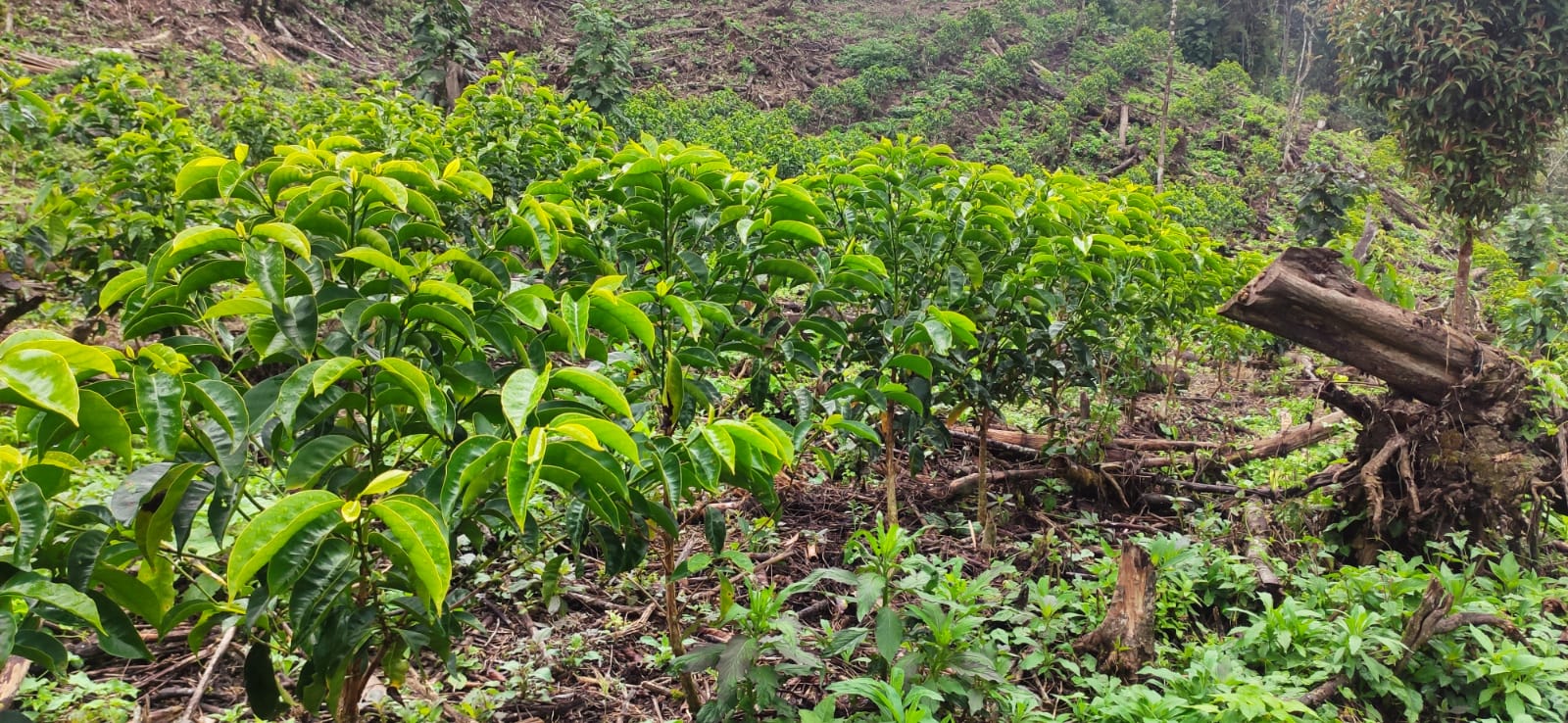 PERU Dreyde Perez Degaldo - Obrázek 3