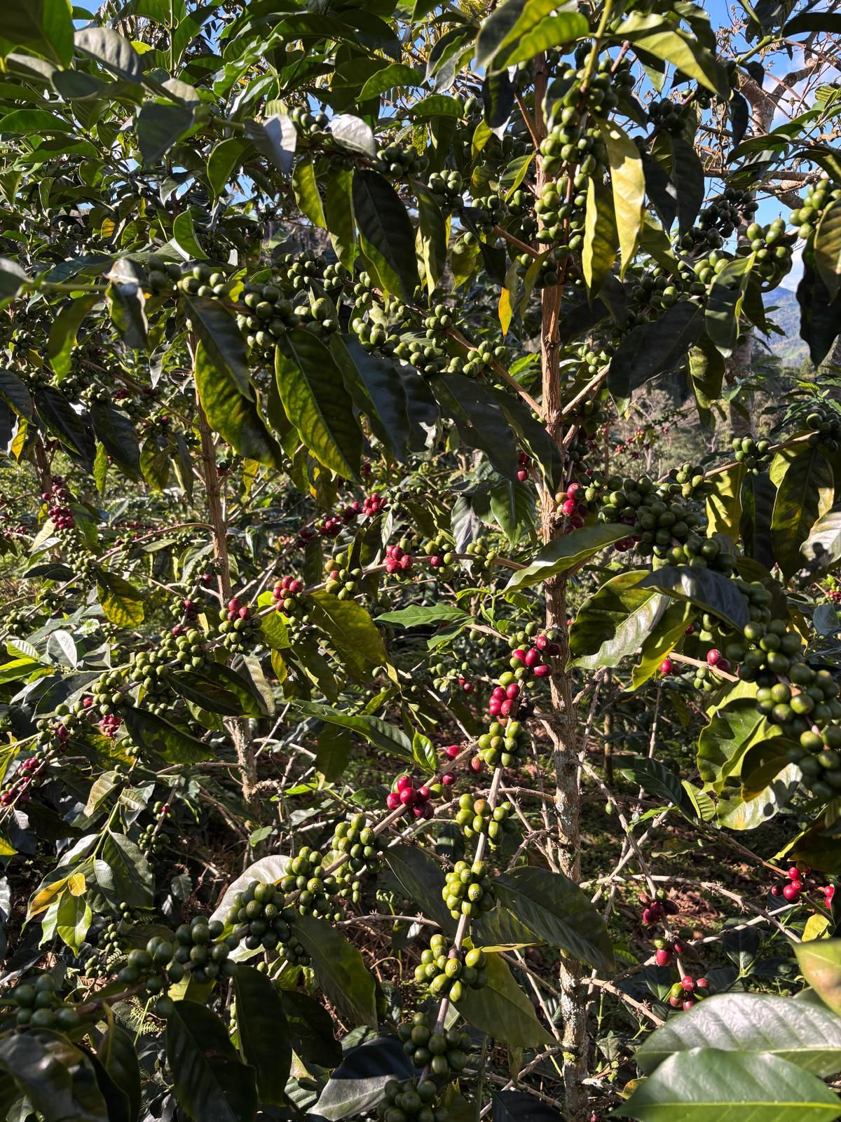 Peru Los Tulipanes - Obrázek 3