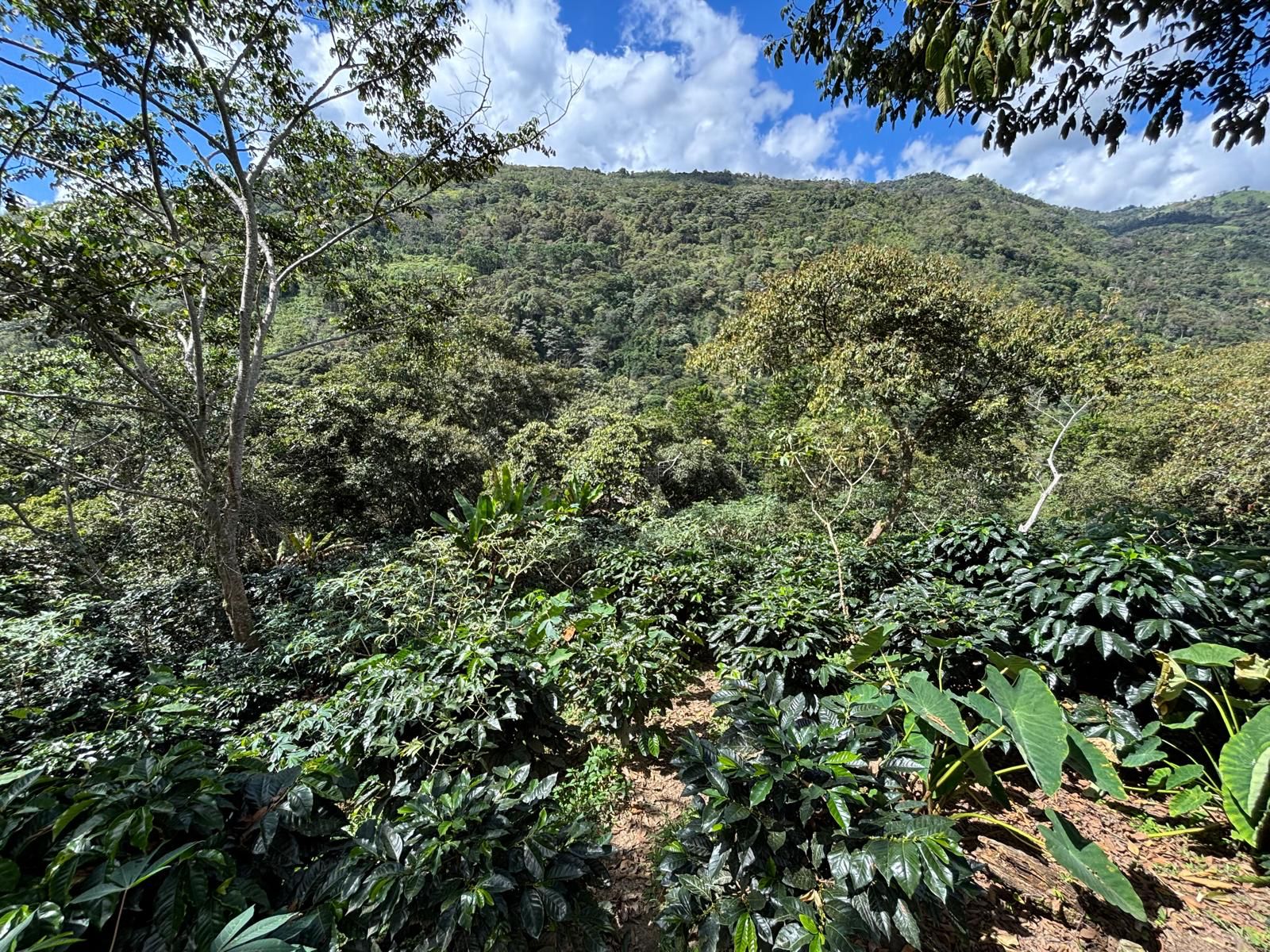 Peru Los Tulipanes - Obrázek 4
