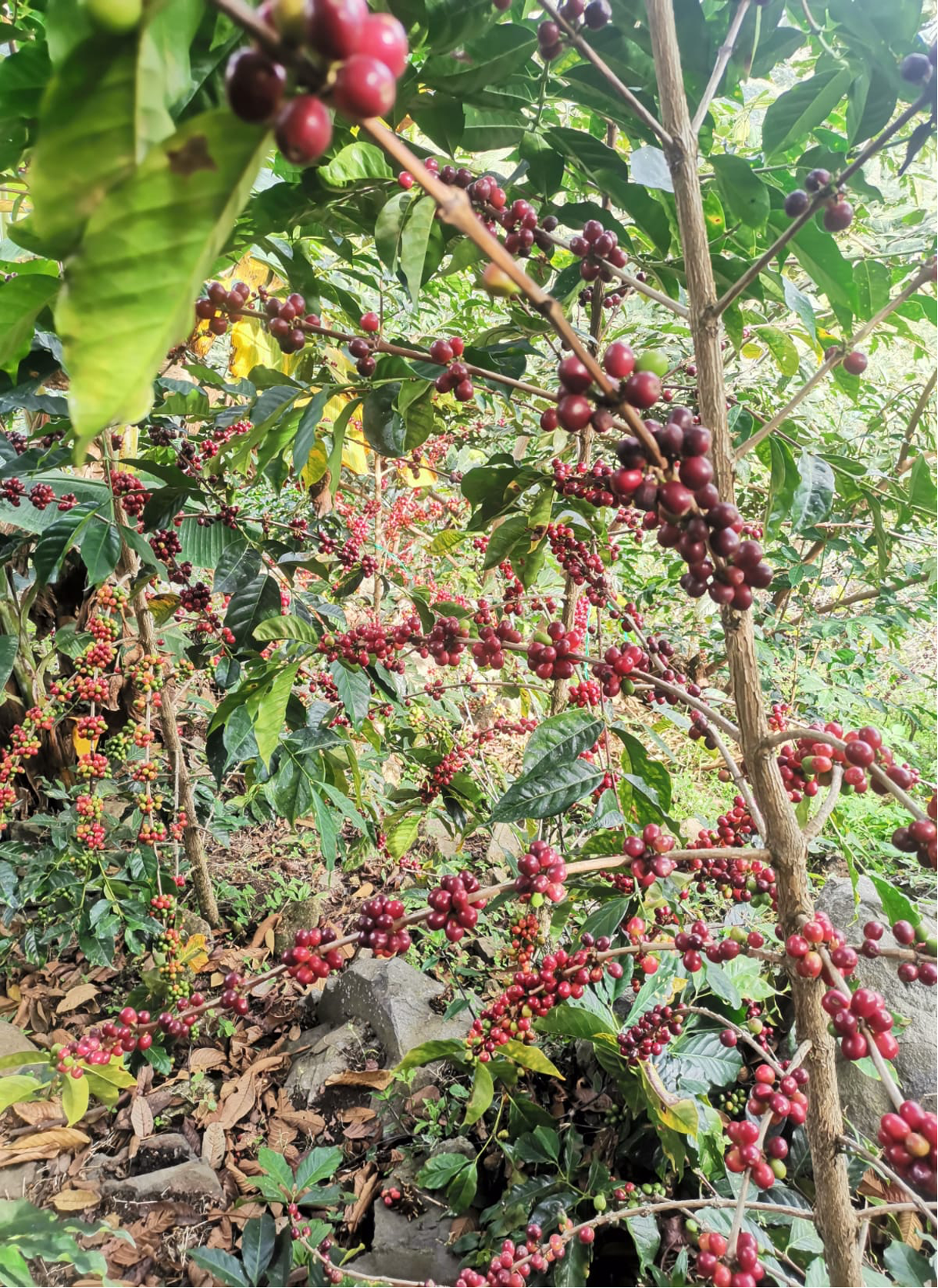 PERU El Paraiso - Obrázek 2