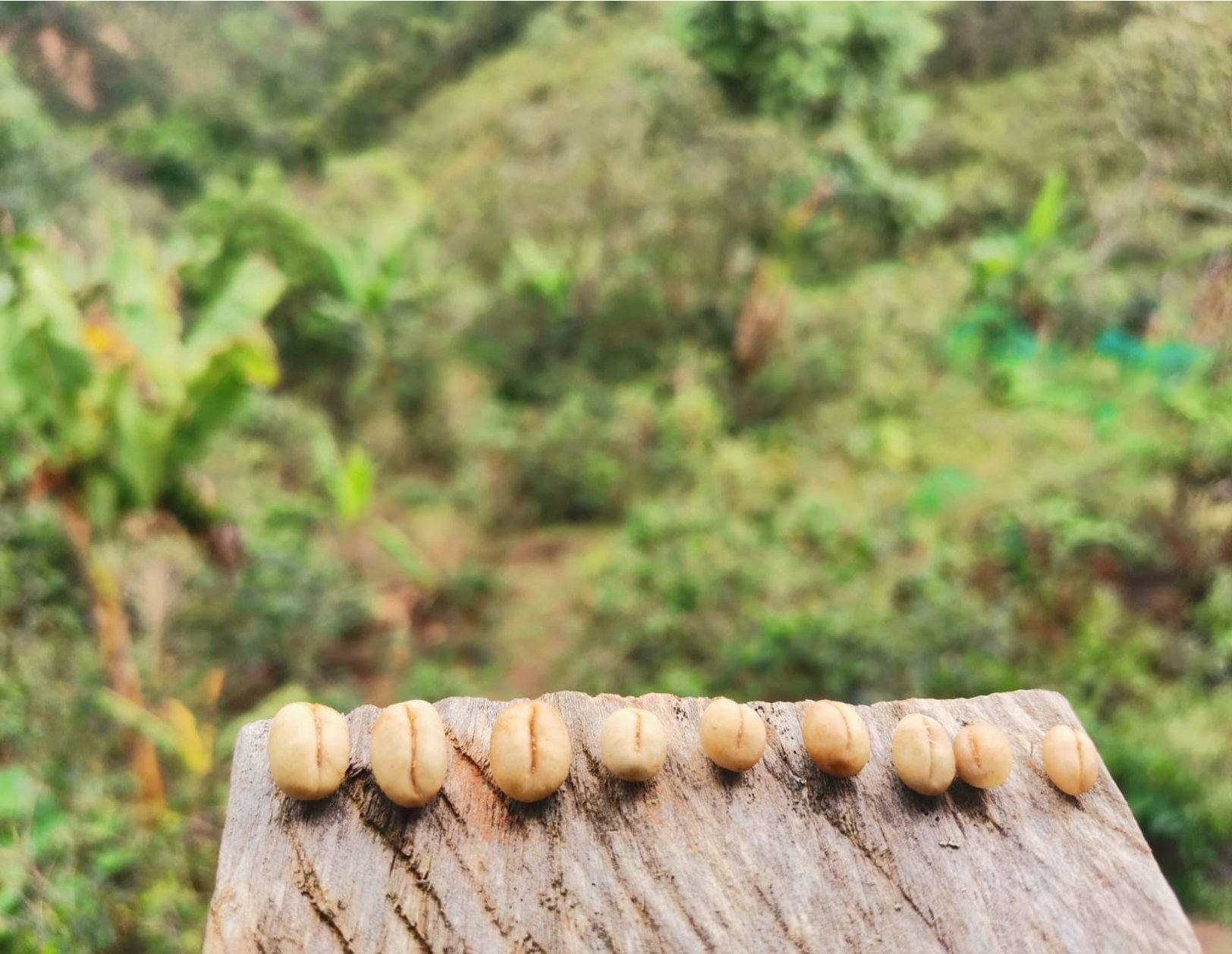 PERU El Paraiso - Obrázek 3