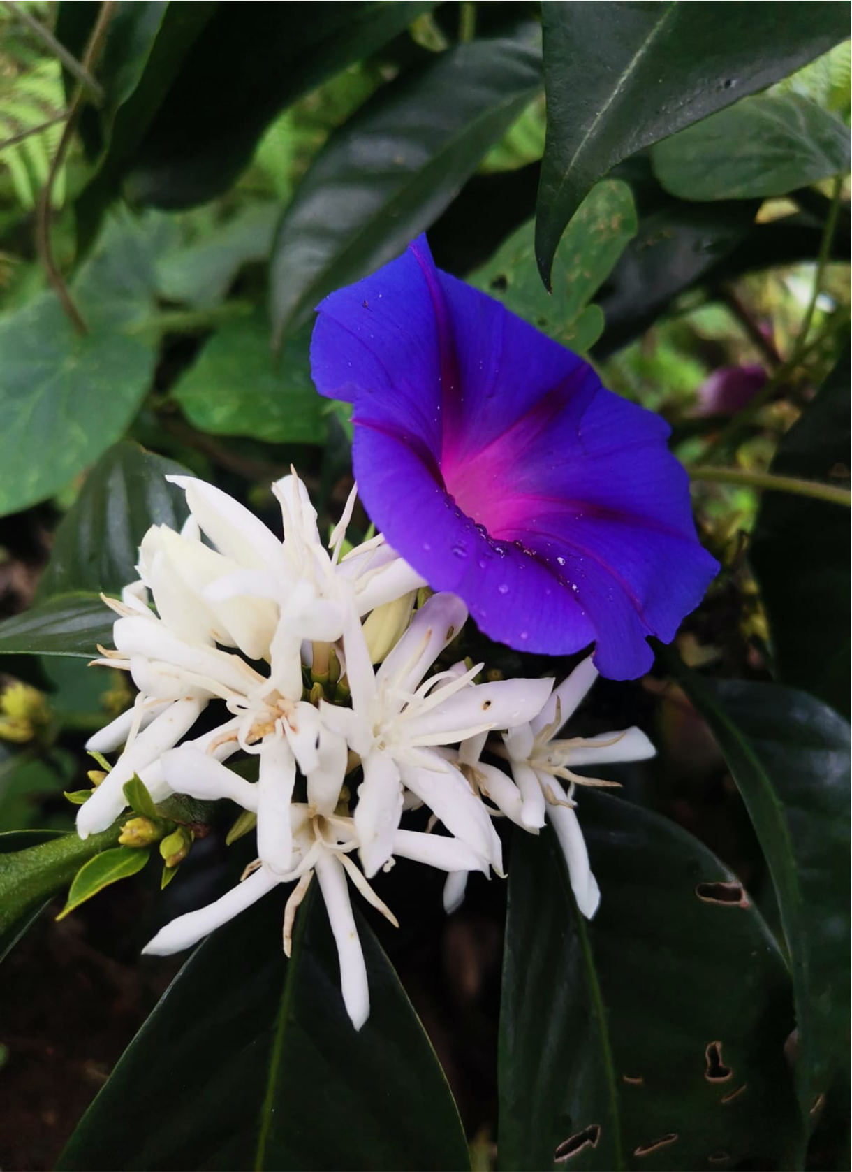 PERU El Paraiso - Obrázek 4