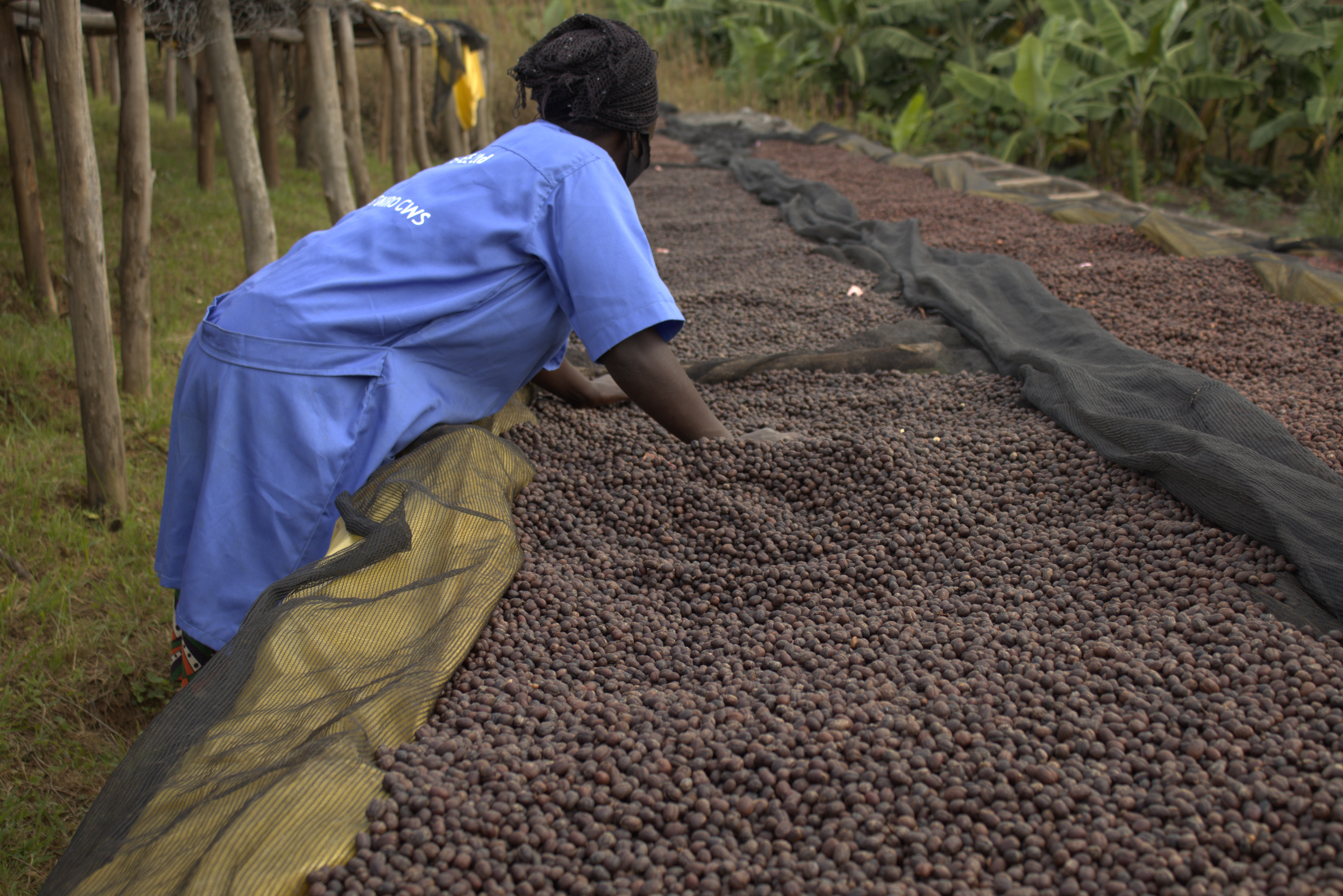 RWANDA Gisanga - Obrázek 2