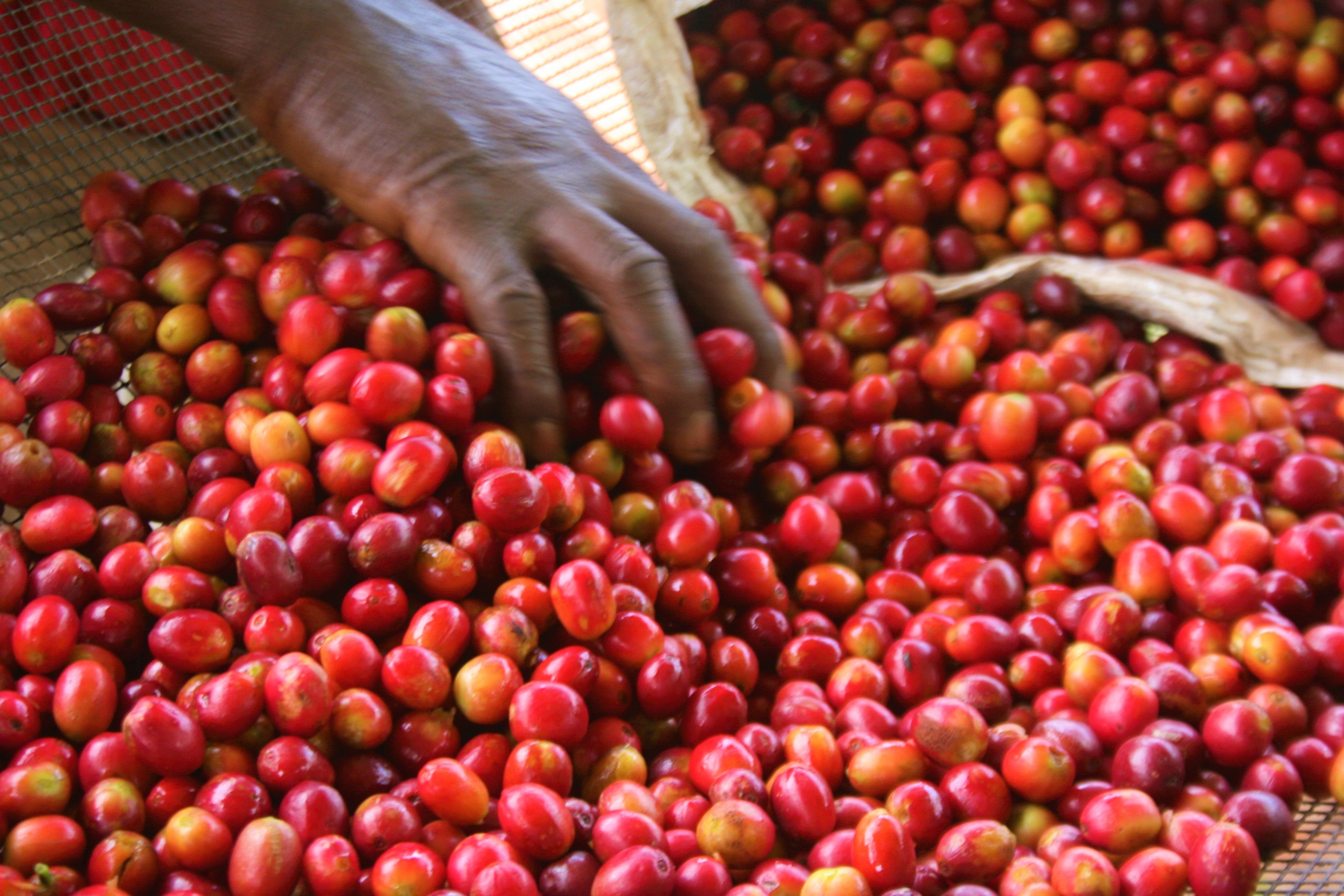 BURUNDI Kibingo - Obrázek 3