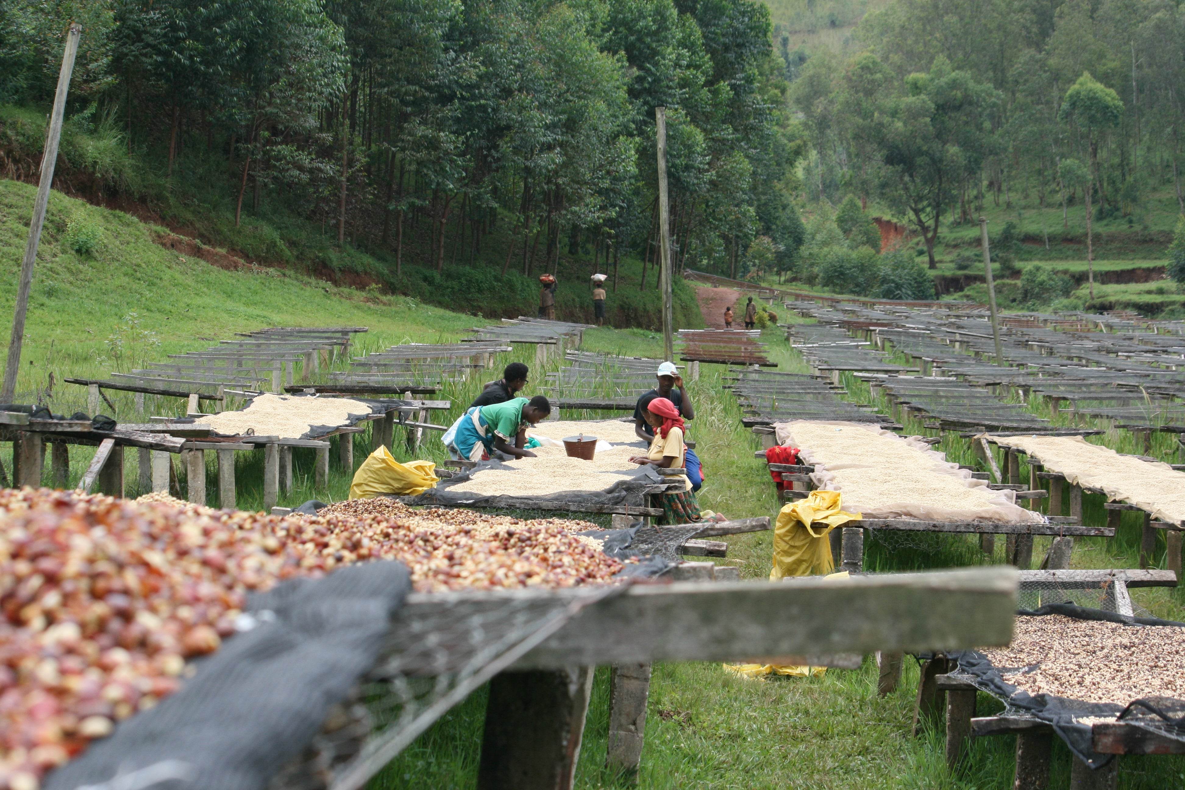 BURUNDI Kibingo - Obrázek 4
