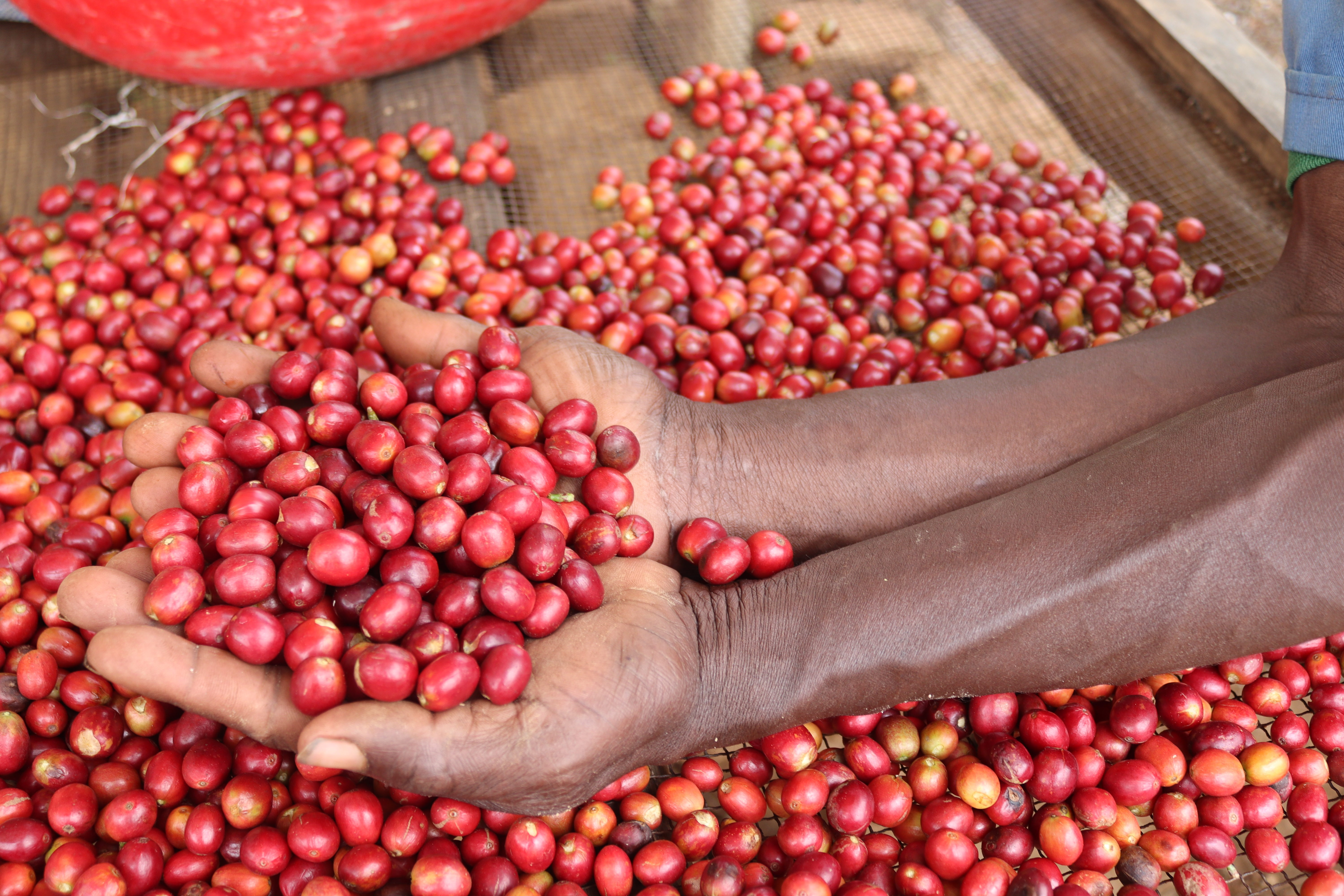 RWANDA Cyato - Obrázek 2