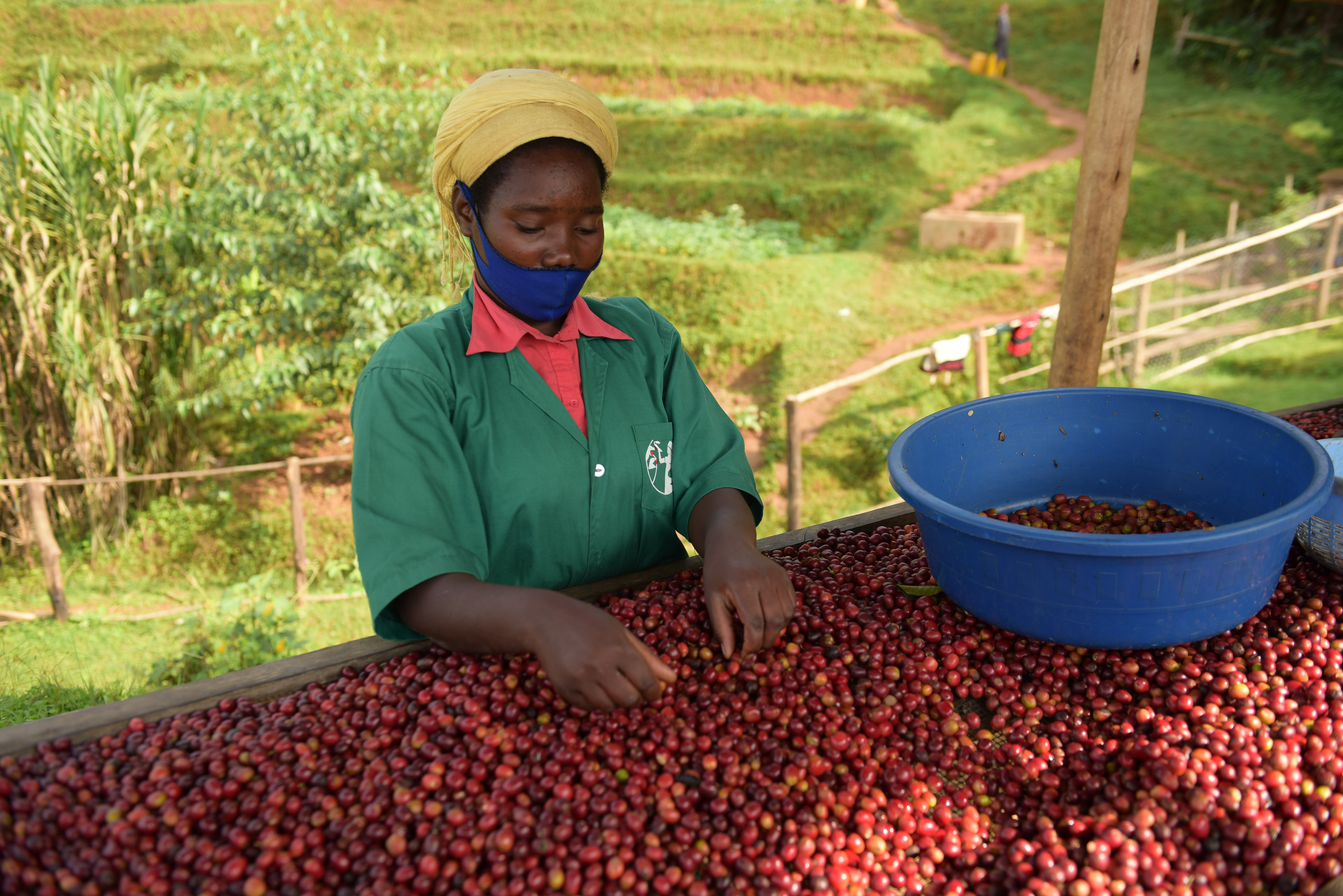 RWANDA Cyato - Obrázek 3